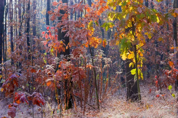 Bomen en struiken met herfstgeverfde bladeren in het bos — Stockfoto