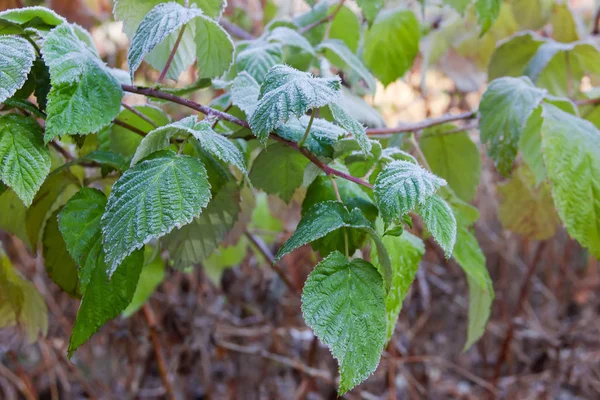 野莓枝，绿叶覆盖着黄霜 — 图库照片