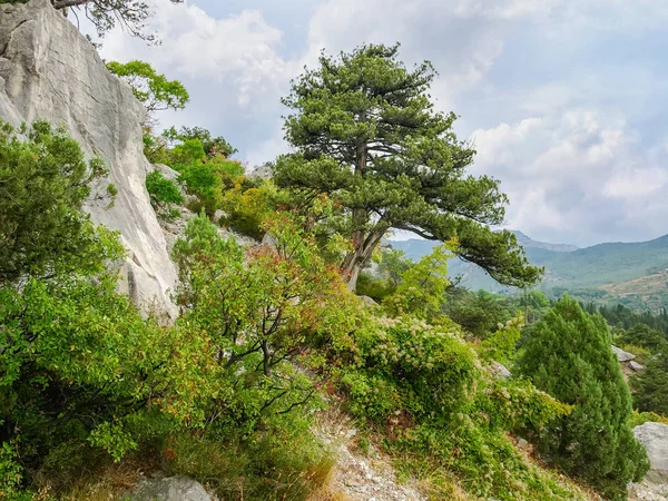 Viejo árbol de enebro común en una ladera rocosa — Foto de Stock
