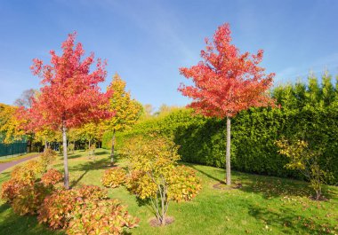 Sonbahar yaprakları ve meyveleri parkta olan genç sakız ağaçları.