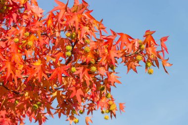 Branch of sweetgum with autumn leaves and fruits against the sky clipart