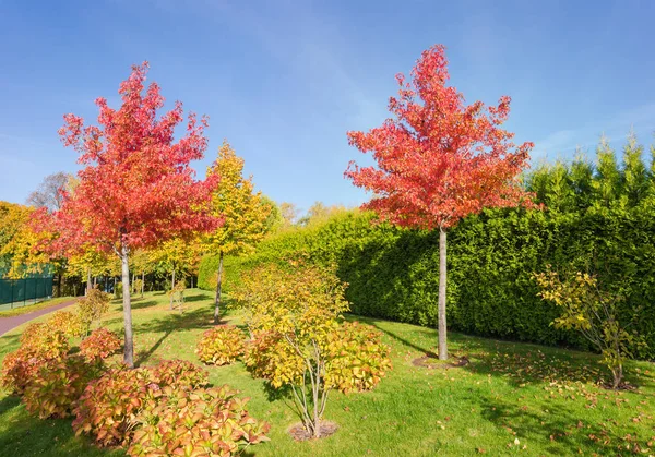 Jóvenes árboles de chicle con hojas de otoño y frutas en el parque —  Fotos de Stock