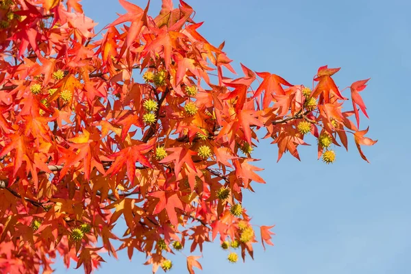 Branch of sweetgum with autumn leaves and fruits against the sky — Stock Photo, Image