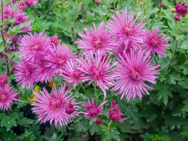 Çiçek tarhında çiçek açan mor kasımpatılar