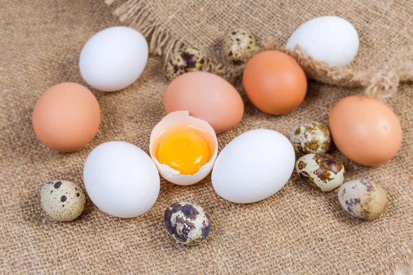 Rozbité kuřecí vejce mezi celým kuřetem a křepelčími vejci — Stock fotografie