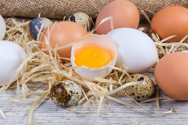 Brutna hönsägg i äggskal, hela höns och vaktelägg — Stockfoto