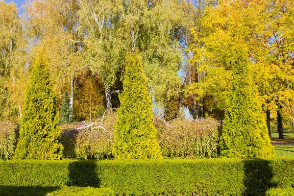 Tło drzew ozdobnych i krzewów w parku jesiennym — Zdjęcie stockowe
