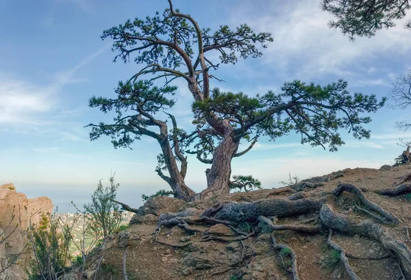 Dikenli bir kayanın üzerinde yaşlı bir çam ağacı. — Stok fotoğraf