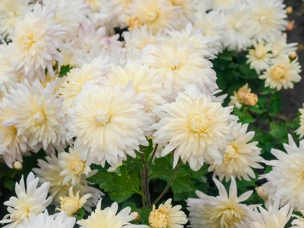 Blommande vita krysantemum på rabatten närbild — Stockfoto