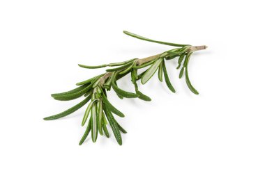 Beyaz arka planda yaprakları olan taze biberiye kökü