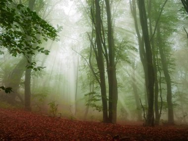 Şiddetli sis sırasında sonbahar kayın ormanları
