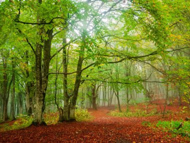 Sis sırasında sonbahar kayın ormanları