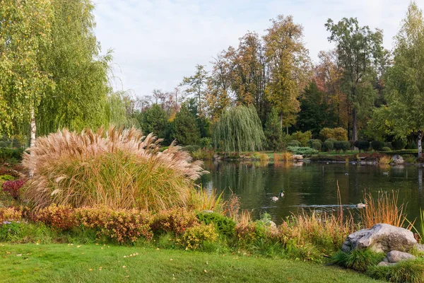 Stagno panoramico nel parco autunnale con canne in primo piano — Foto Stock