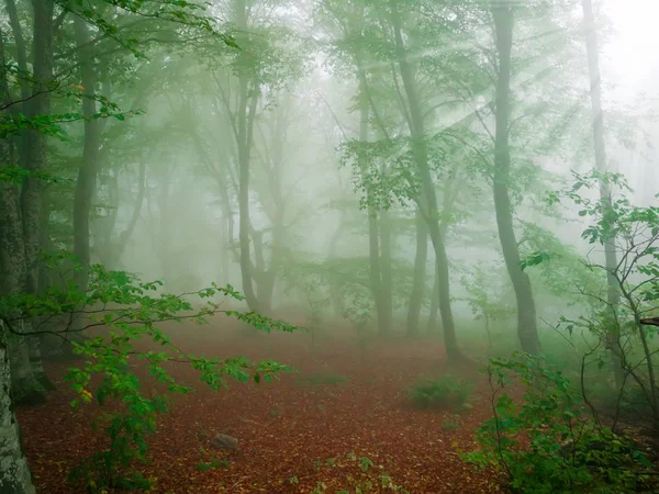 大雾中的秋天山毛榉林 — 图库照片