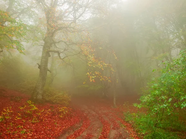 Осенний буковый лес во время сильного тумана — стоковое фото