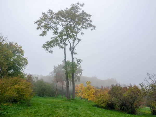 霧の中の秋の公園の2本の背の高い切り立った木 — ストック写真