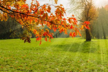 Parkta sonbahar yaprakları ile kırmızı meşe dalı