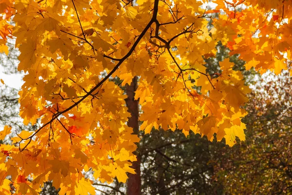 Rama de arce con hojas de otoño contra el bosque, fondo — Foto de Stock