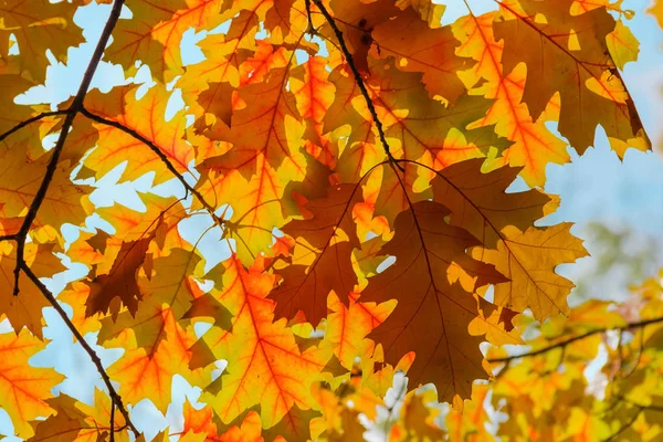 Feuilles d'automne de chêne rouge contre le ciel en contre-jour — Photo
