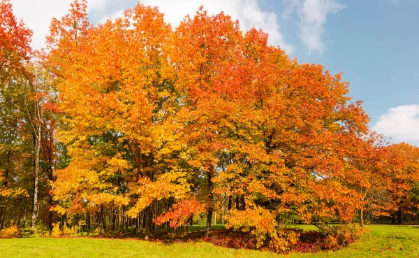 Grupo de robles rojos con hojas de otoño en el parque —  Fotos de Stock