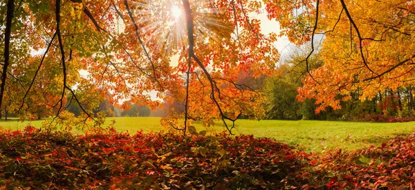 Ramas de robles rojos con hojas de otoño contra el claro en el parque —  Fotos de Stock