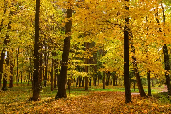 Fragment des Herbstparks mit Fußweg im Vordergrund — Stockfoto