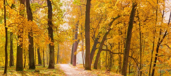 Panorama of the autumn park with old oaks and footpath — 스톡 사진