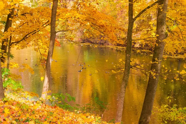 Fragment rybníka mezi stromy v podzimním parku — Stock fotografie