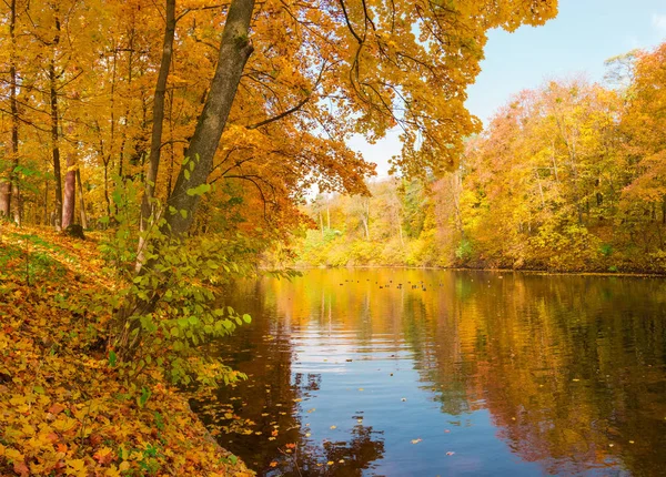 Vijver met oevers begroeid met bomen in het najaarspark — Stockfoto