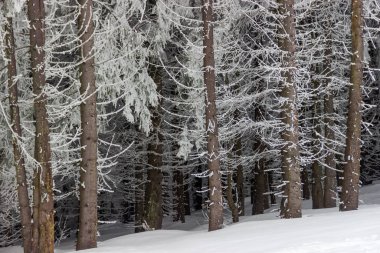Trunks and bottom spruce branches covered with frost, background