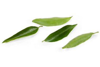 Leaves of tangerine tree on a white background