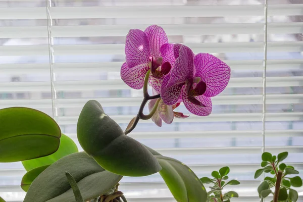 Fioritura rosa phalaenopsis orchidea contro le tende della finestra — Foto Stock