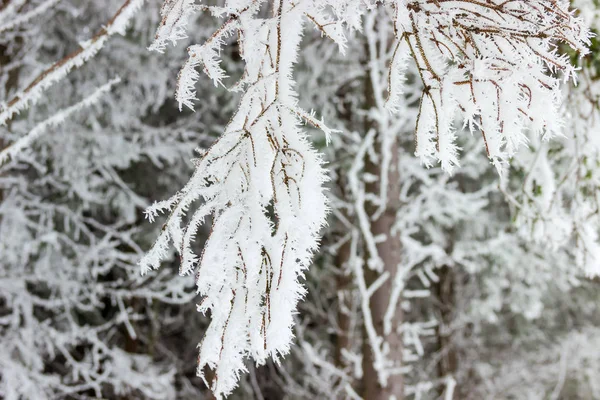 Hoarfrost on the spruce branch against other trees, background — Stok fotoğraf