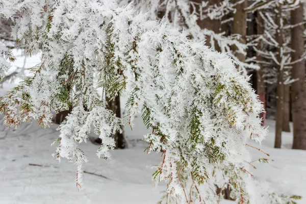 Hoarfrost on the spruce branch against other trees, background — 스톡 사진