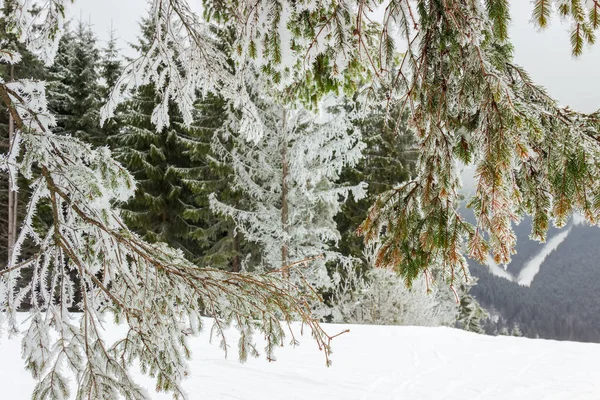 Heestervorst op de sparren takken tegen andere bomen, achtergrond — Stockfoto