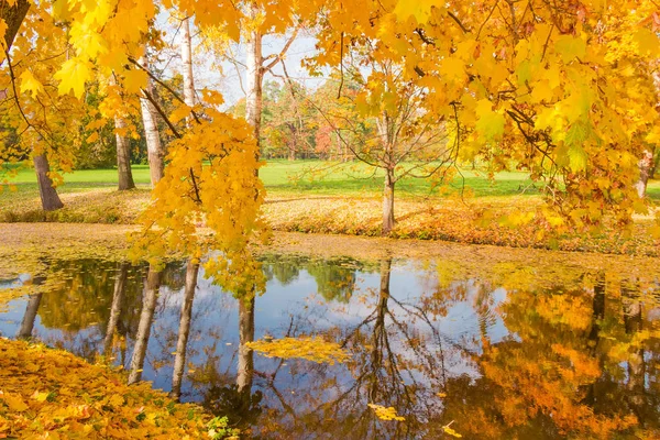 秋の公園の小さな湖のほとりの木 — ストック写真