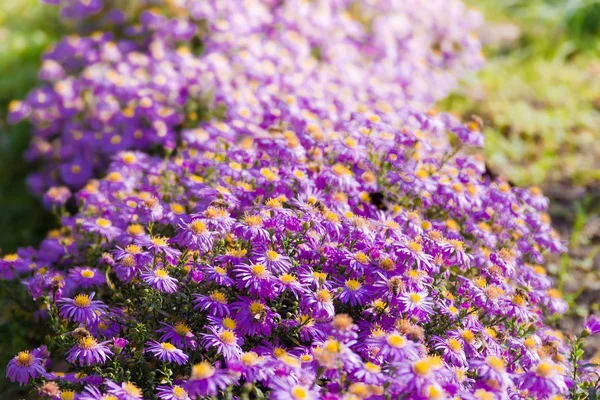 Flower bed of purple chrysanthemums close-up in selective focus
