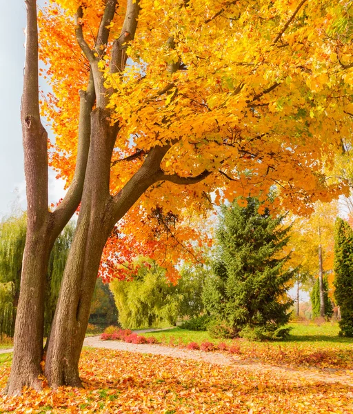 公園には紅葉が鮮やかな古いカエデ — ストック写真