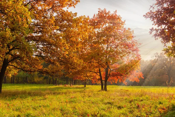 Chênes rouges sur le bord de la clairière dans le parc d'automne au coucher du soleil — Photo