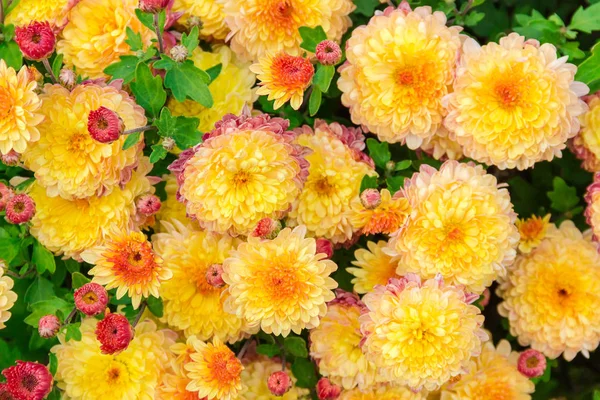 Crisantemos amarillos florecientes en el macizo de flores, vista superior — Foto de Stock