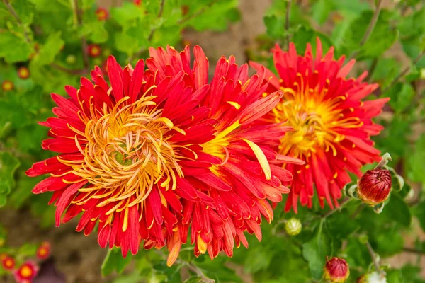 Crisantemos rojos florecientes en el macizo de flores, vista superior — Foto de Stock