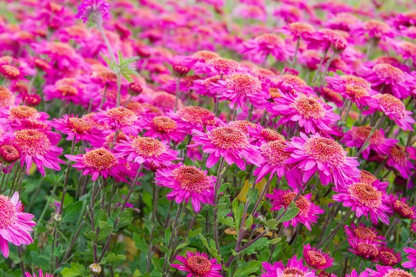 Cama de flores de crisântemos rosa close-up em foco seletivo — Fotografia de Stock