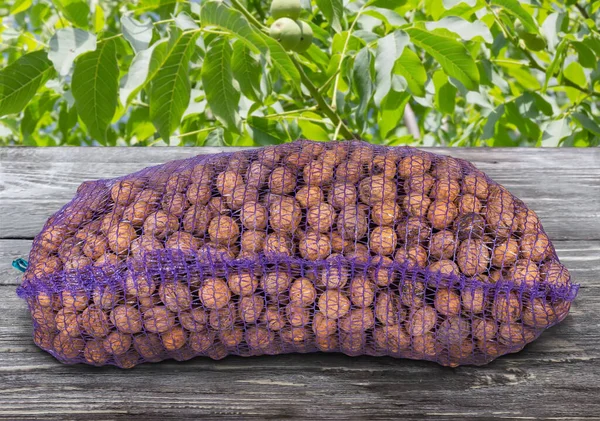 Спелые грецкие орехи в пластиковом мешке против орехового дерева — стоковое фото