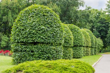Parkta küresel tepeli dekoratif yaprak döken ağaçlar