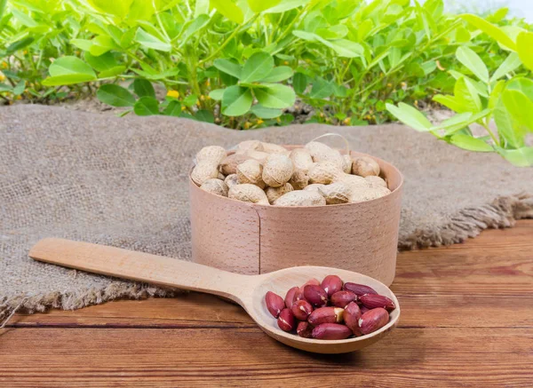 Amendoins descascados e não descascados contra as plantas de frutos de casca rija, em foco seletivo — Fotografia de Stock
