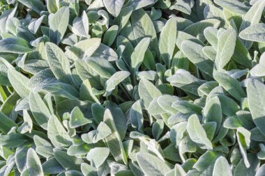 Background of leaves of the Stachys byzantina, top view clipart