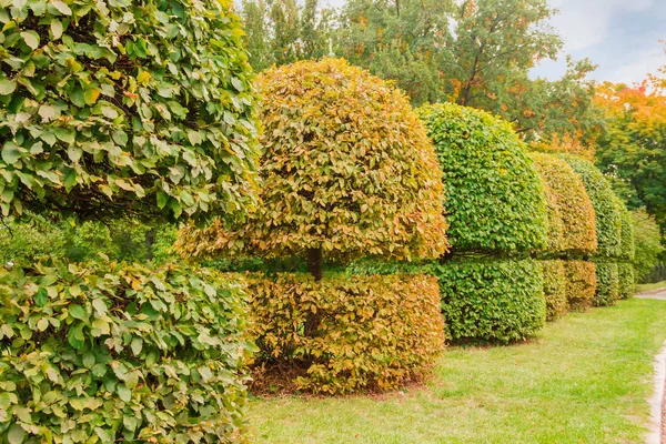 Alberi decidui decorativi sagomati con cime sferiche in autunno — Foto Stock