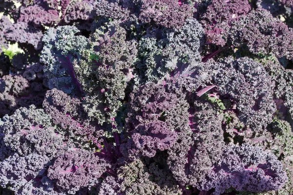 Background of the purple curly kale leaves close-up — Stock Image Background of the purple curly kale leaves close-up Stock Image