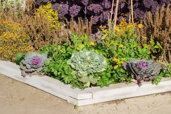Fragment of flower bed with several varities of decorative cabbage — Stock Image Fragment of flower bed with several varities of decorative cabbage Stock Photo