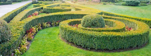 Panorama de cama de jardín con arbustos ornamentales en forma de boj —  Fotos de Stock
